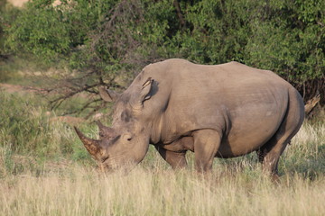 Fototapeta premium Pictures Taken in Pilannesberg