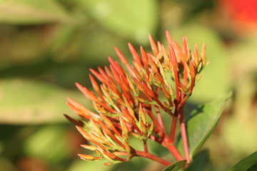 Fototapeta premium closeup of flower