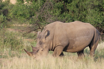 Fototapeta premium Pictures Taken in Pilannesberg