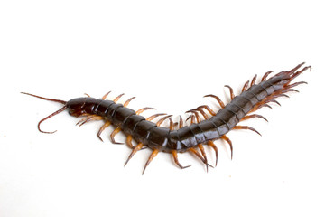 cenitipede isolated on white background ,creepy head
