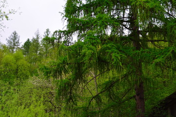 Naklejka premium Spring beech forest with fresh light green foliage