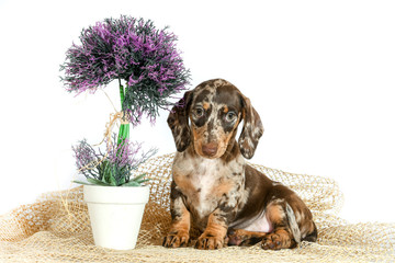puppy a speckled smooth-haired Dachshund on a white background with fur