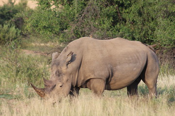 Obraz premium Pictures Taken in Pilannesberg