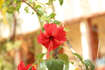 red flowers in the garden