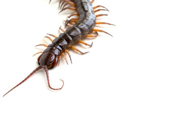 cenitipede isolated on white background ,creepy head