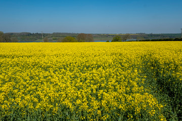 Fototapeta premium Beautiful landscape of canola seed farm during blooming season in spring.