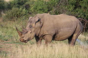 Fototapeta premium Pictures Taken in Pilannesberg