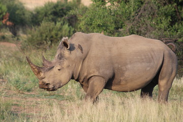 Fototapeta premium Pictures Taken in Pilannesberg