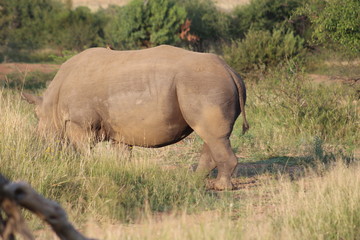 Obraz premium Pictures Taken in Pilannesberg