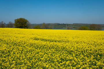 Fototapeta premium Beautiful landscape of canola seed farm during blooming season in spring.