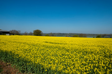 Fototapeta premium Beautiful landscape of canola seed farm during blooming season in spring.