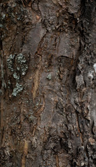 Tree bark close up. Tree bark for background and texture decoration. 