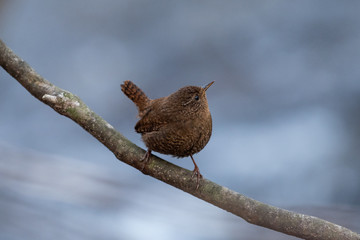 ミソサザイが枝でポーズ 軽井沢にて