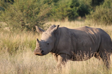 Fototapeta premium Pictures Taken in Pilannesberg