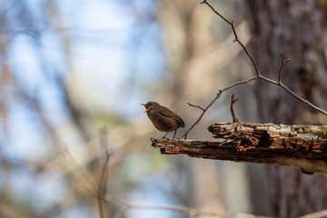 ミソサザイが枝でさえずる 軽井沢にて
