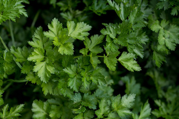 Fresh healthy parsley. Design and decoration with green herb parsley for background and texture.