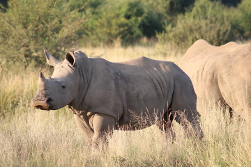 Fototapeta premium Pictures Taken in Pilannesberg