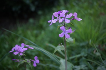 Wiesenblume,lila,Unkraut,pink,flower,noedit