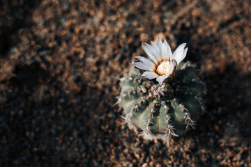 Cute little cactus in bloom growing on the ground. Shallow depth of field. Cactus is blurred, flower is in focus.