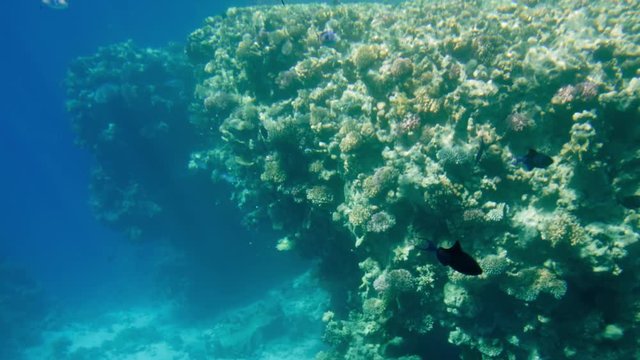 4k video from illuminator of submarine of colorful coral reef and schools of tropical fishes