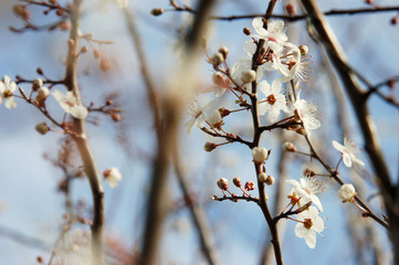 Fleurs de prunus