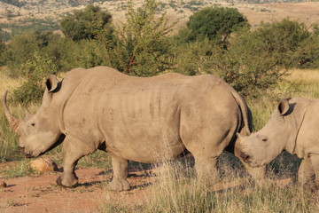 Obraz premium Pictures Taken in Pilannesberg