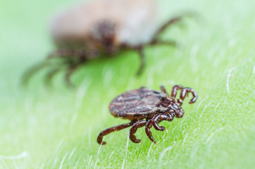 A dangerous parasite and infection carrier mite sitting on a green leaf