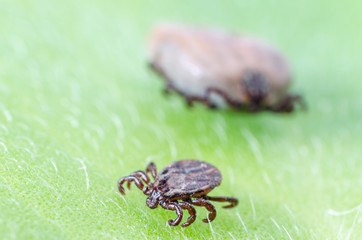 A dangerous parasite and infection carrier mite sitting on a green leaf