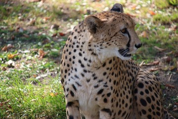 Fototapeta na wymiar Gepard z bliska