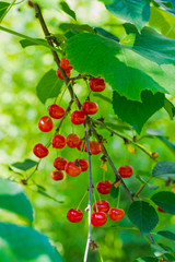 Sprig of ripe cherries with raindrops in the sun's rays