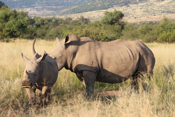 Obraz premium Pictures Taken in Pilannesberg