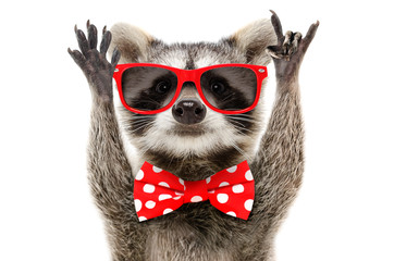 Portrait of a funny raccoon in sunglasses and in bow showing a rock gesture