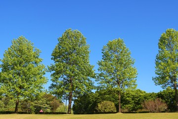 Obraz premium 風景 春 新緑 三角木 空 爽やか 杤木