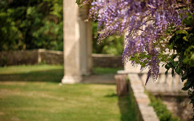 natural floral composition in the nature with old building - body copy - negative space - decoration nature-