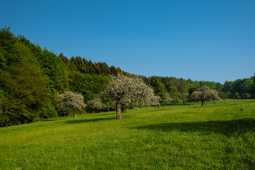 Blühende Apfelbäume auf einer Streuobstwiese