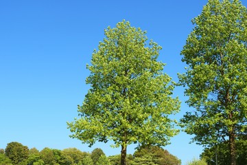 風景　春　新緑　三角木　空　爽やか　杤木