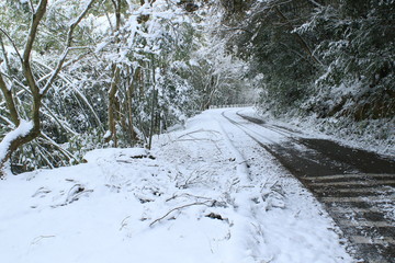 積雪の山道と車の轍
