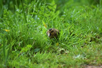Ducklings On the river Side 