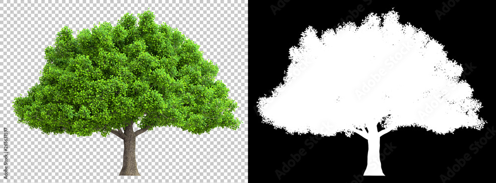 Wall mural a tree isolated with high detailed leaves with clipping path and alpha channel