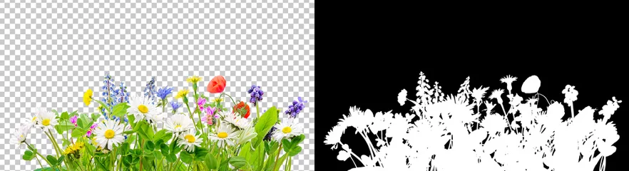 Fototapeten Frühlingsgras und Gänseblümchen Wildblumen isolierten Hintergrund © andreusK