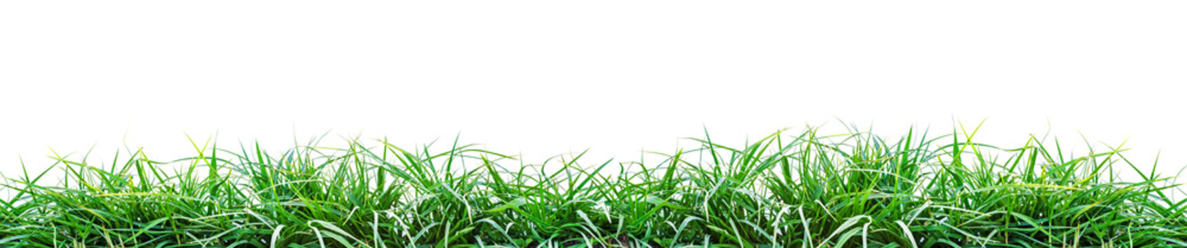 a green grass isolated on white background