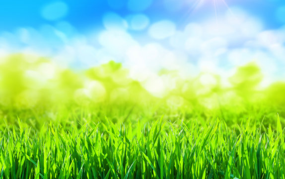 sunny green grass spring background