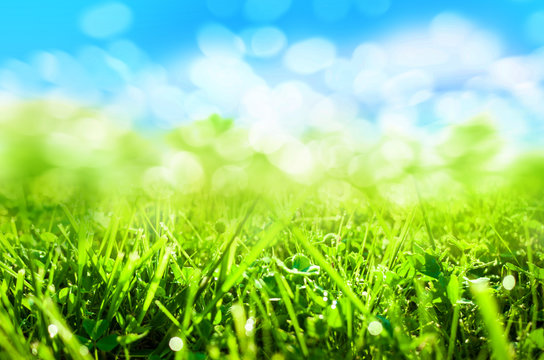 green grass blurred background