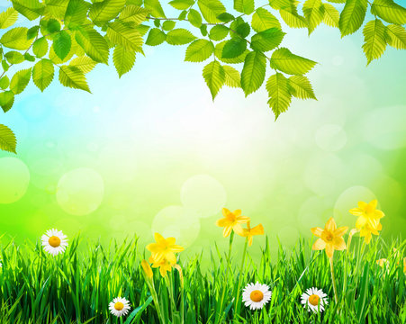flowers and grass background with tree branch