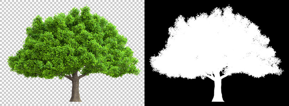 a tree isolated with high detailed leaves with clipping path and alpha channel