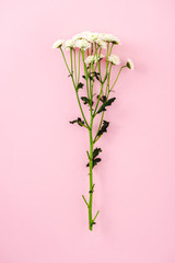 top view of chrysanthemum flowers with leaves Isolated On pink