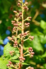 branch of tree in spring