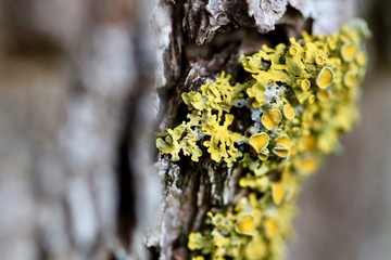 moss on tree