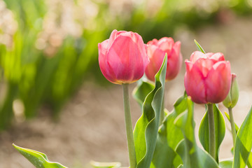tulips field agriculture holland