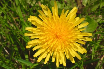 dandelion on green background